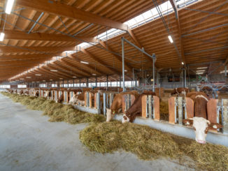 Fiere Zootecniche di Cremona