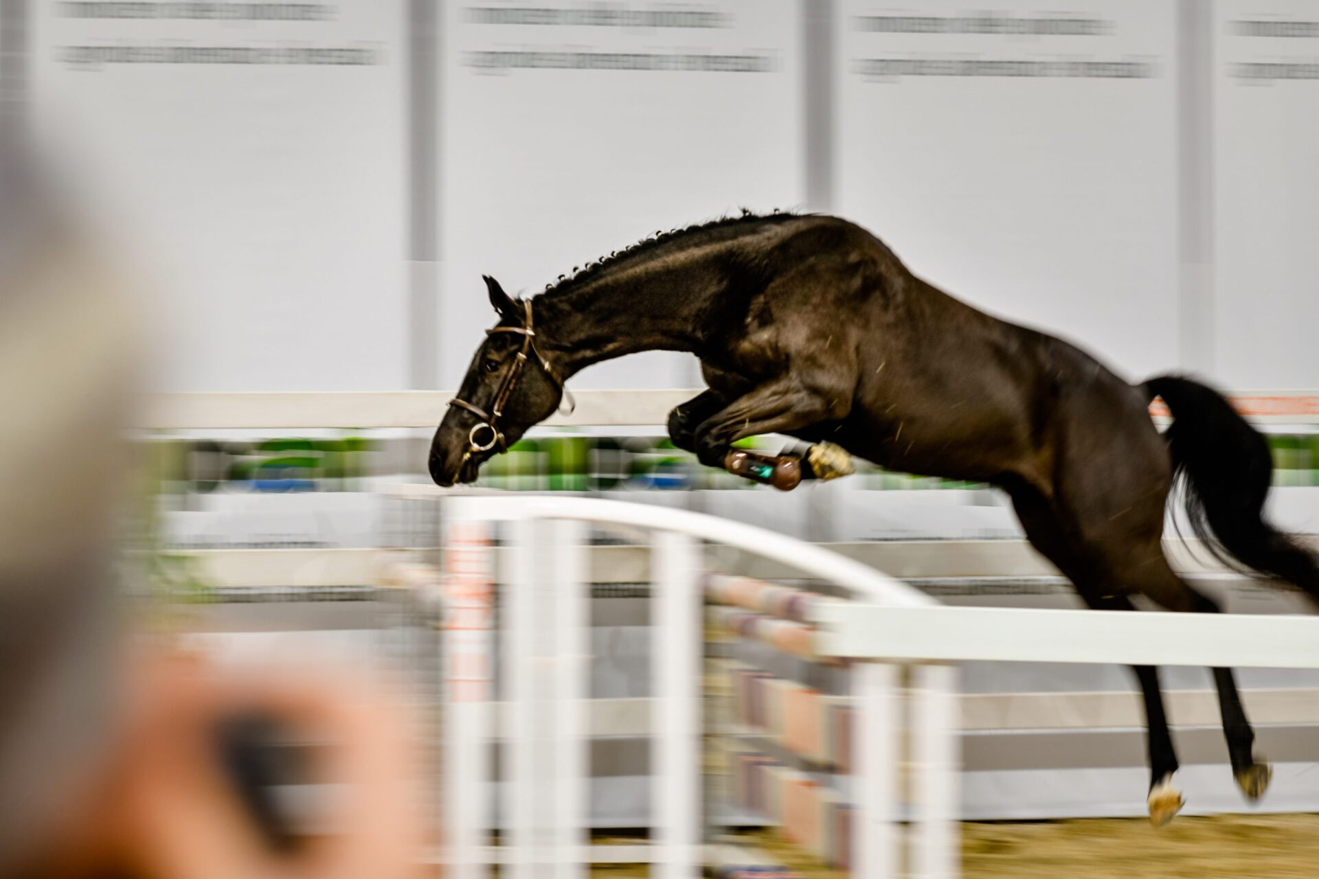Secondo Round Fieracavalli