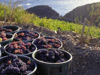 3rd Slow Wine Fair