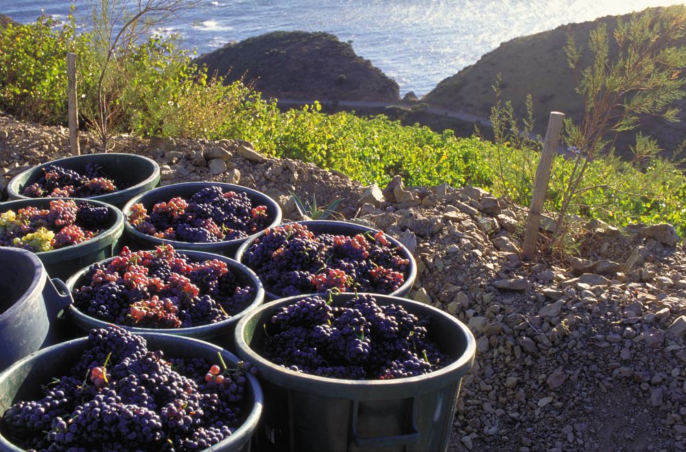 3rd Slow Wine Fair