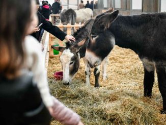 Fieracavalli 2024