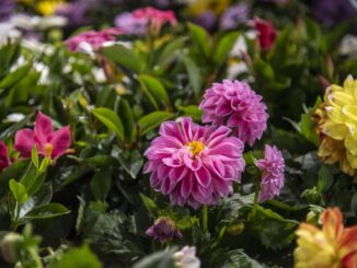 Myplant & Garden 2025