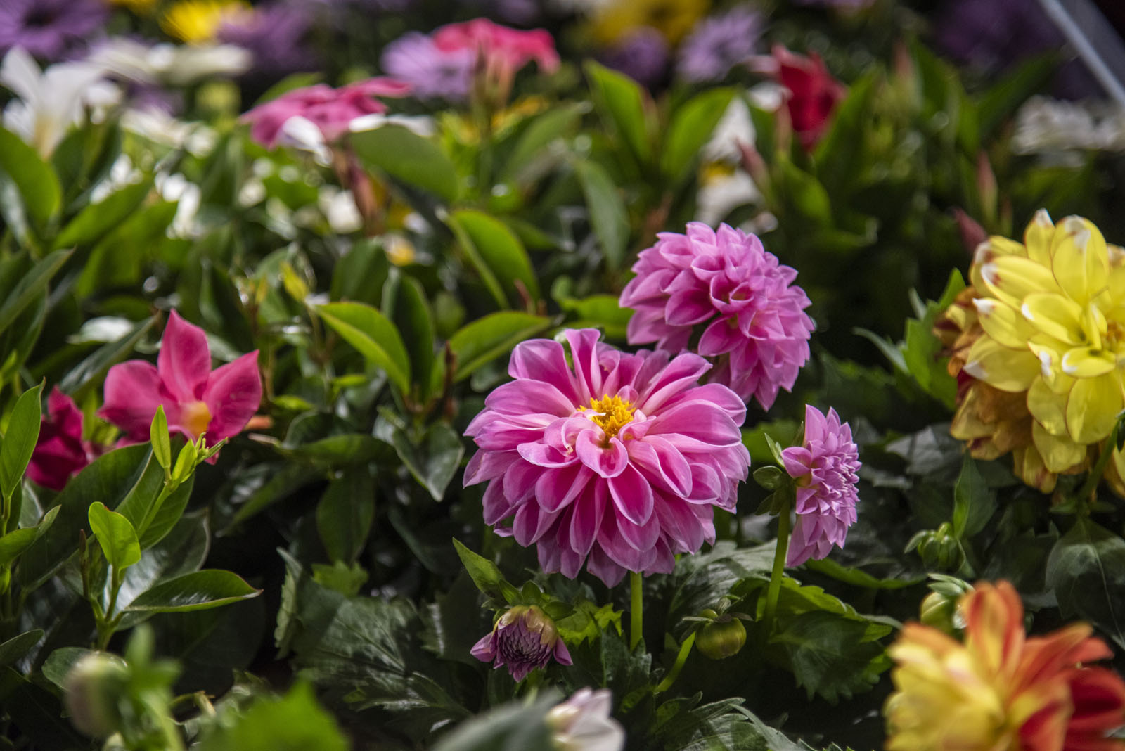 Myplant & Garden 2025