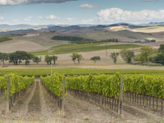 Red Montalcino debutta a Siena