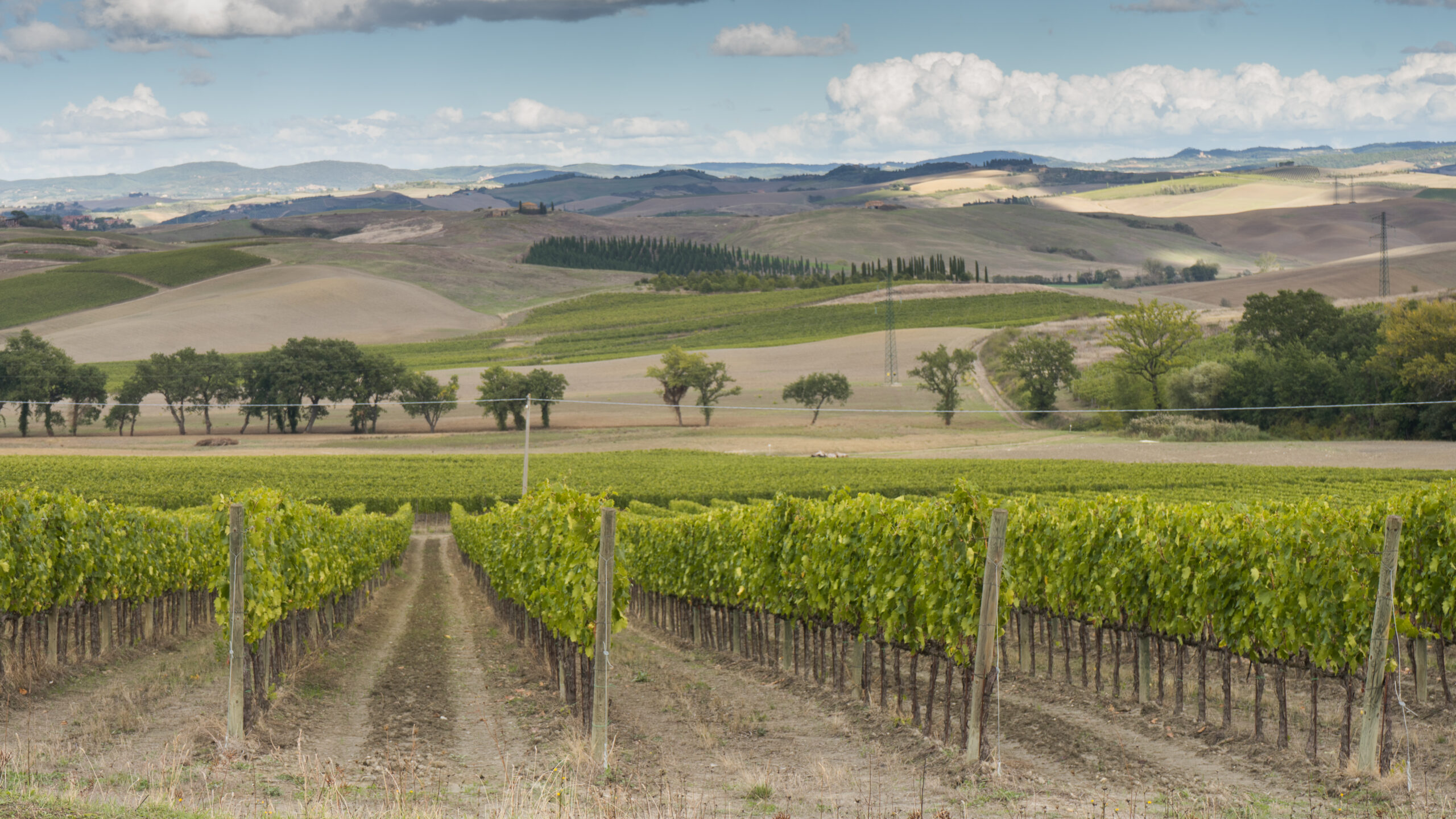 Red Montalcino debutta a Siena